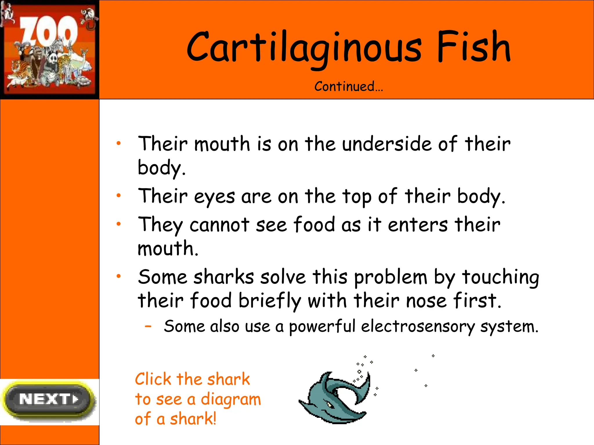 Cartilaginous Fish
Continued…
• Their mouth is on the underside of their
body.
• Their eyes are on the top of their body.
• They cannot see food as it enters their
mouth.
• Some sharks solve this problem by touching
their food briefly with their nose first.
– Some also use a powerful electrosensory system.
Click the shark
to see a diagram
of a shark!
 