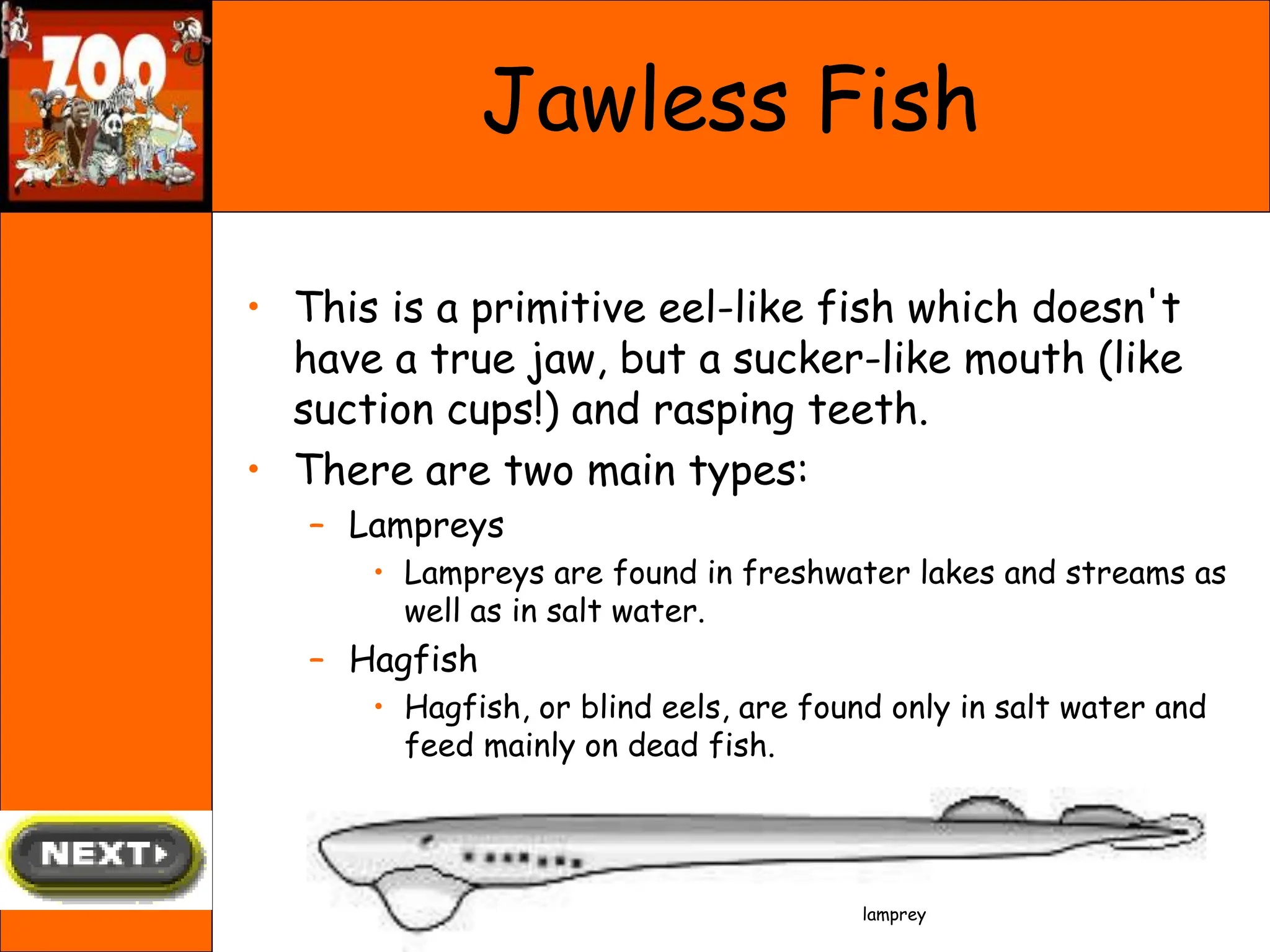 Jawless Fish
• This is a primitive eel-like fish which doesn't
have a true jaw, but a sucker-like mouth (like
suction cups!) and rasping teeth.
• There are two main types:
– Lampreys
• Lampreys are found in freshwater lakes and streams as
well as in salt water.
– Hagfish
• Hagfish, or blind eels, are found only in salt water and
feed mainly on dead fish.
lamprey
 