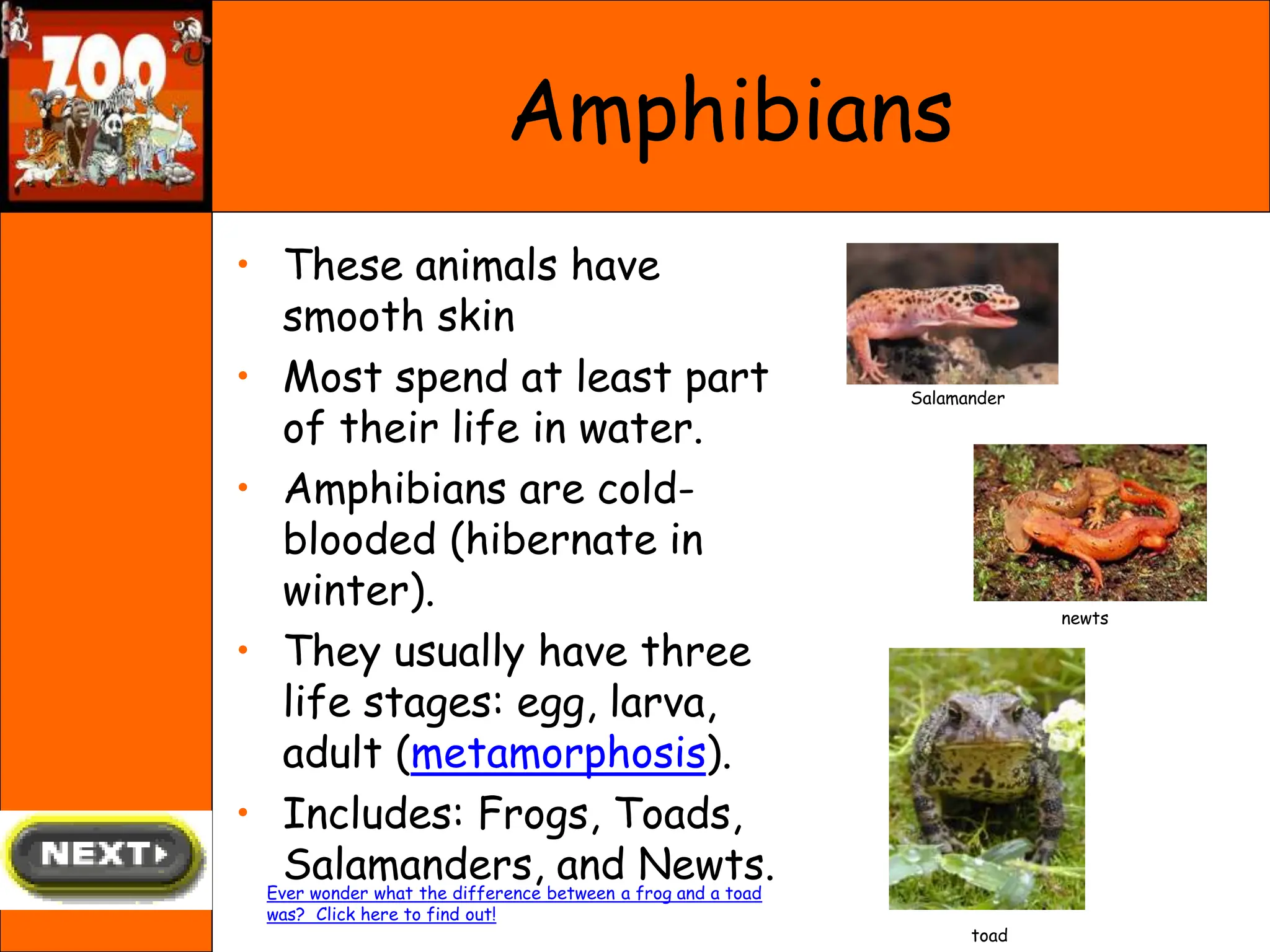 • These animals have
smooth skin
• Most spend at least part
of their life in water.
• Amphibians are cold-
blooded (hibernate in
winter).
• They usually have three
life stages: egg, larva,
adult (metamorphosis).
• Includes: Frogs, Toads,
Salamanders, and Newts.
Amphibians
Salamander
newts
toad
Ever wonder what the difference between a frog and a toad
was? Click here to find out!
 