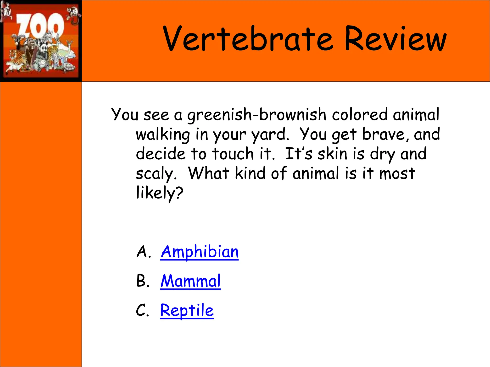 Vertebrate Review
You see a greenish-brownish colored animal
walking in your yard. You get brave, and
decide to touch it. It’s skin is dry and
scaly. What kind of animal is it most
likely?
A. Amphibian
B. Mammal
C. Reptile
 