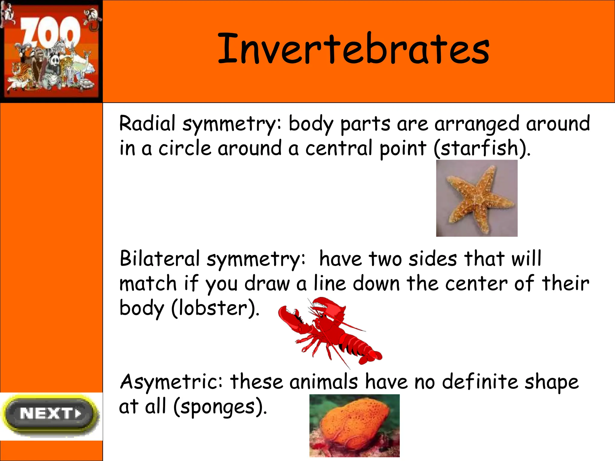 Invertebrates
Radial symmetry: body parts are arranged around
in a circle around a central point (starfish).
Bilateral symmetry: have two sides that will
match if you draw a line down the center of their
body (lobster).
Asymetric: these animals have no definite shape
at all (sponges).
 