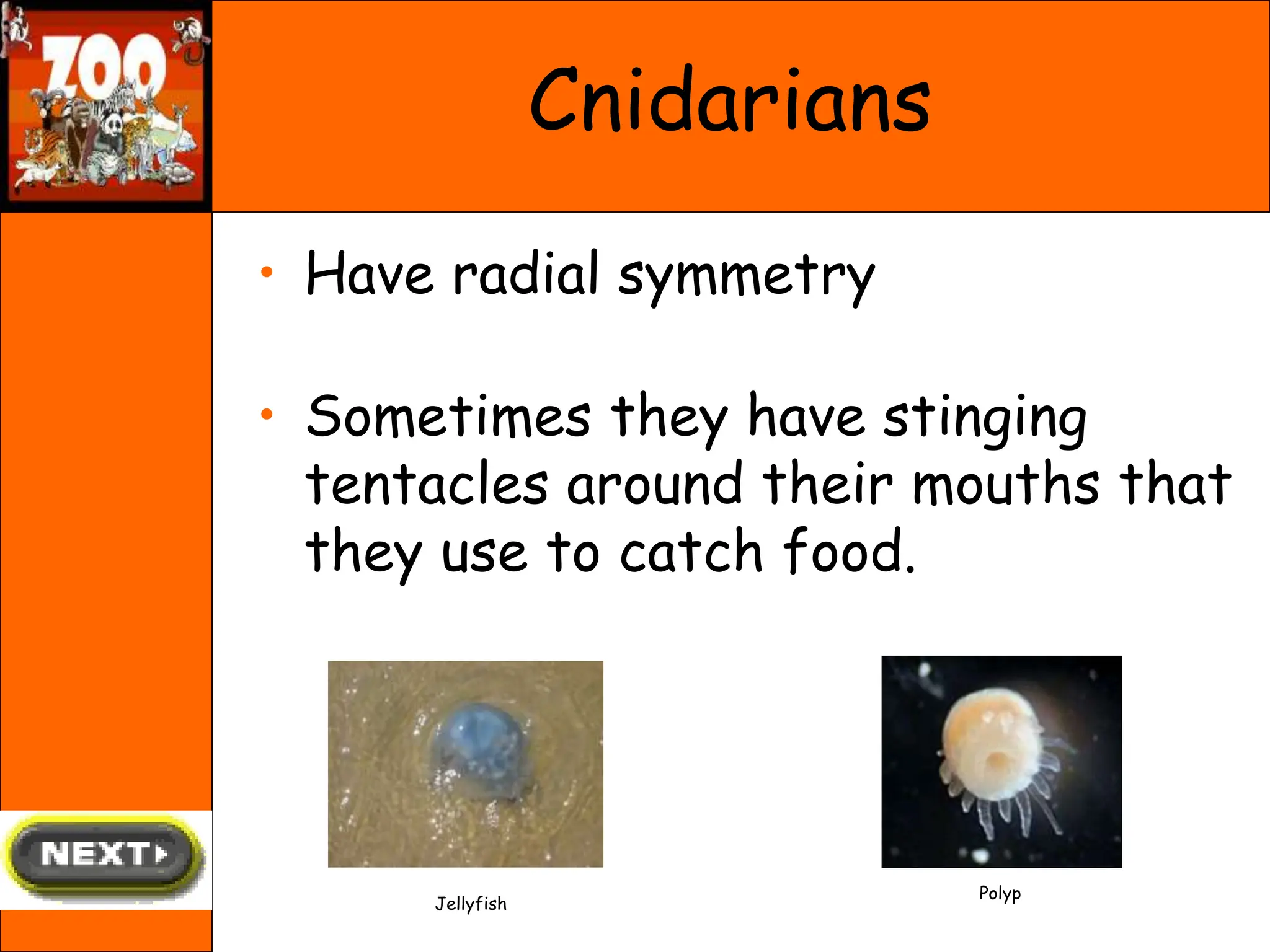 Cnidarians
• Have radial symmetry
• Sometimes they have stinging
tentacles around their mouths that
they use to catch food.
Polyp
Jellyfish
 