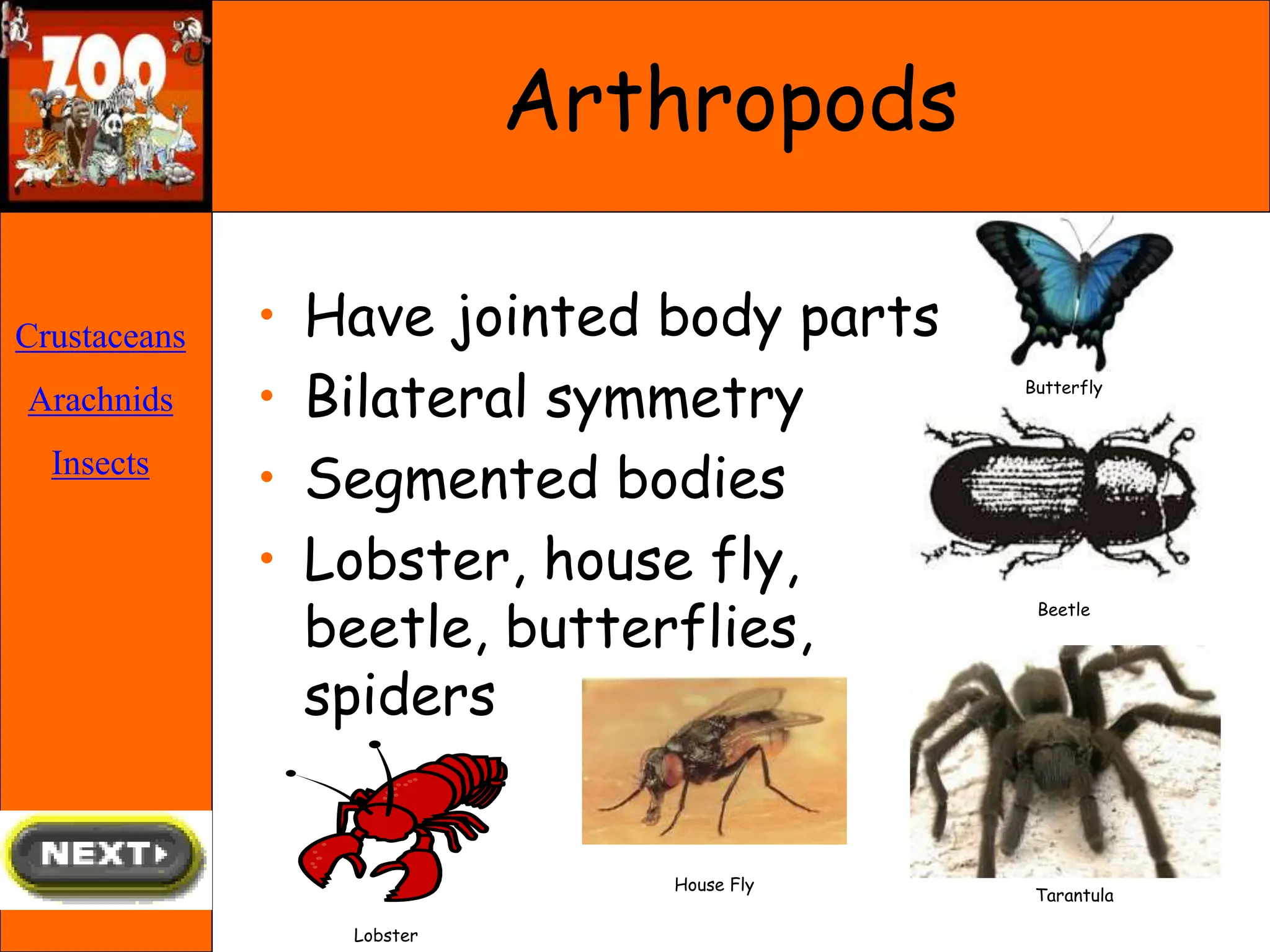 Arthropods
• Have jointed body parts
• Bilateral symmetry
• Segmented bodies
• Lobster, house fly,
beetle, butterflies,
spiders
Butterfly
Beetle
Tarantula
House Fly
Lobster
Crustaceans
Arachnids
Insects
 