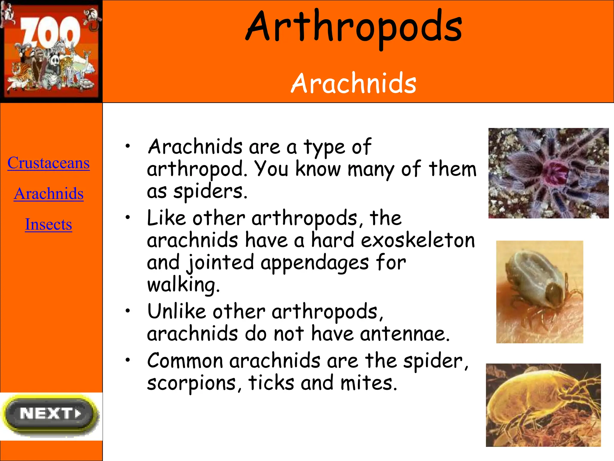 • Arachnids are a type of
arthropod. You know many of them
as spiders.
• Like other arthropods, the
arachnids have a hard exoskeleton
and jointed appendages for
walking.
• Unlike other arthropods,
arachnids do not have antennae.
• Common arachnids are the spider,
scorpions, ticks and mites.
Crustaceans
Arachnids
Insects
Arthropods
Arachnids
 