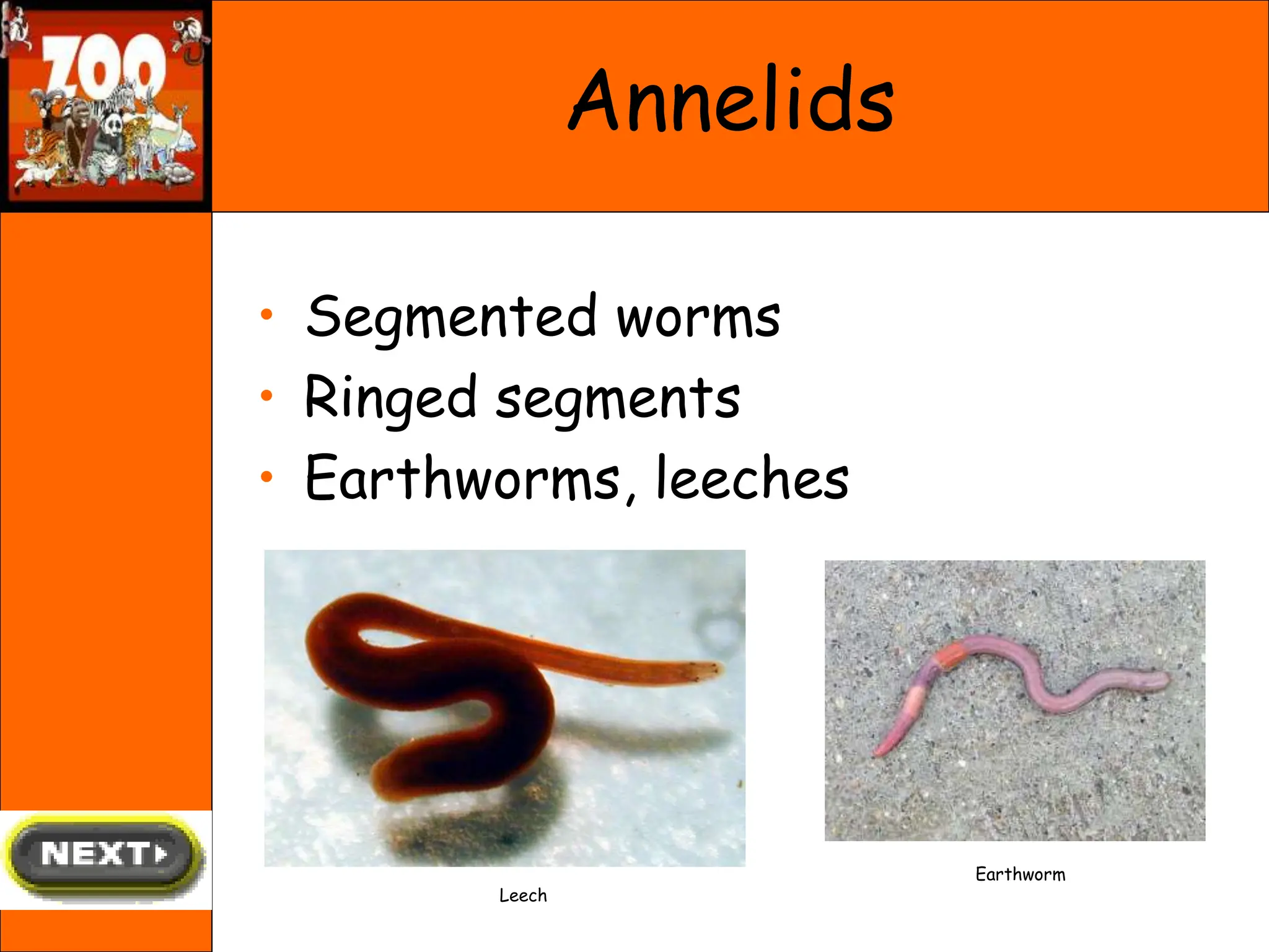 Annelids
• Segmented worms
• Ringed segments
• Earthworms, leeches
Earthworm
Leech
 