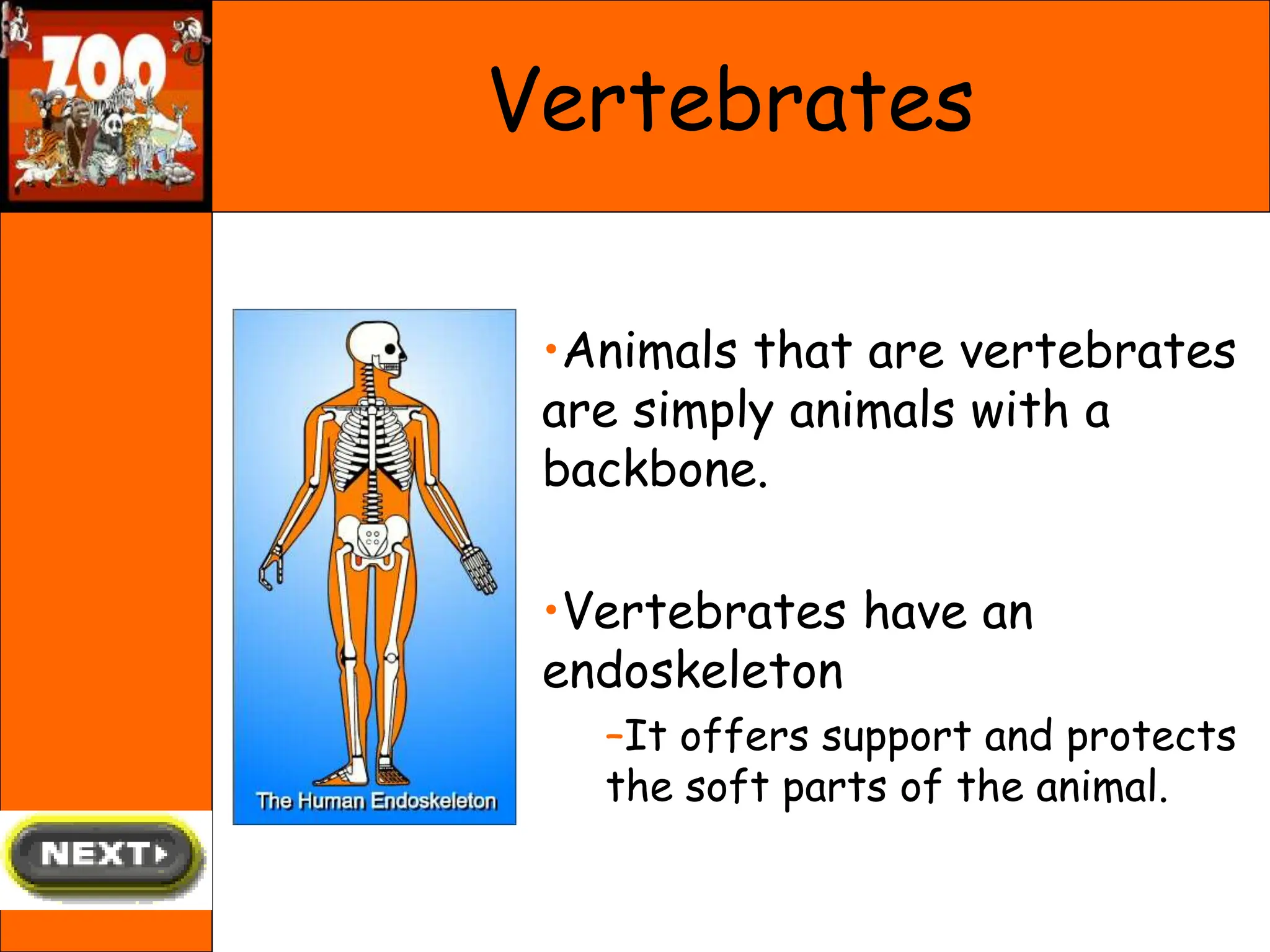 Vertebrates
•Animals that are vertebrates
are simply animals with a
backbone.
•Vertebrates have an
endoskeleton
–It offers support and protects
the soft parts of the animal.
 