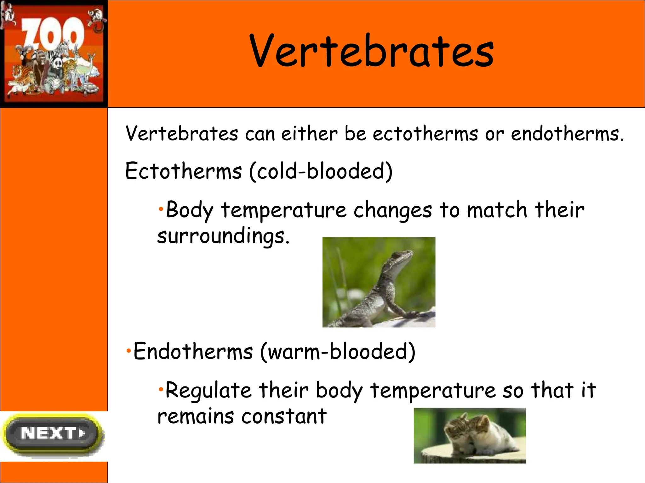 Vertebrates
Vertebrates can either be ectotherms or endotherms.
Ectotherms (cold-blooded)
•Body temperature changes to match their
surroundings.
•Endotherms (warm-blooded)
•Regulate their body temperature so that it
remains constant
 