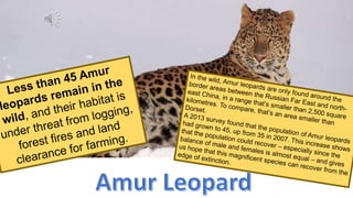 Animal introduction wwf | PPT