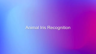 Animal Iris Recognition
 
