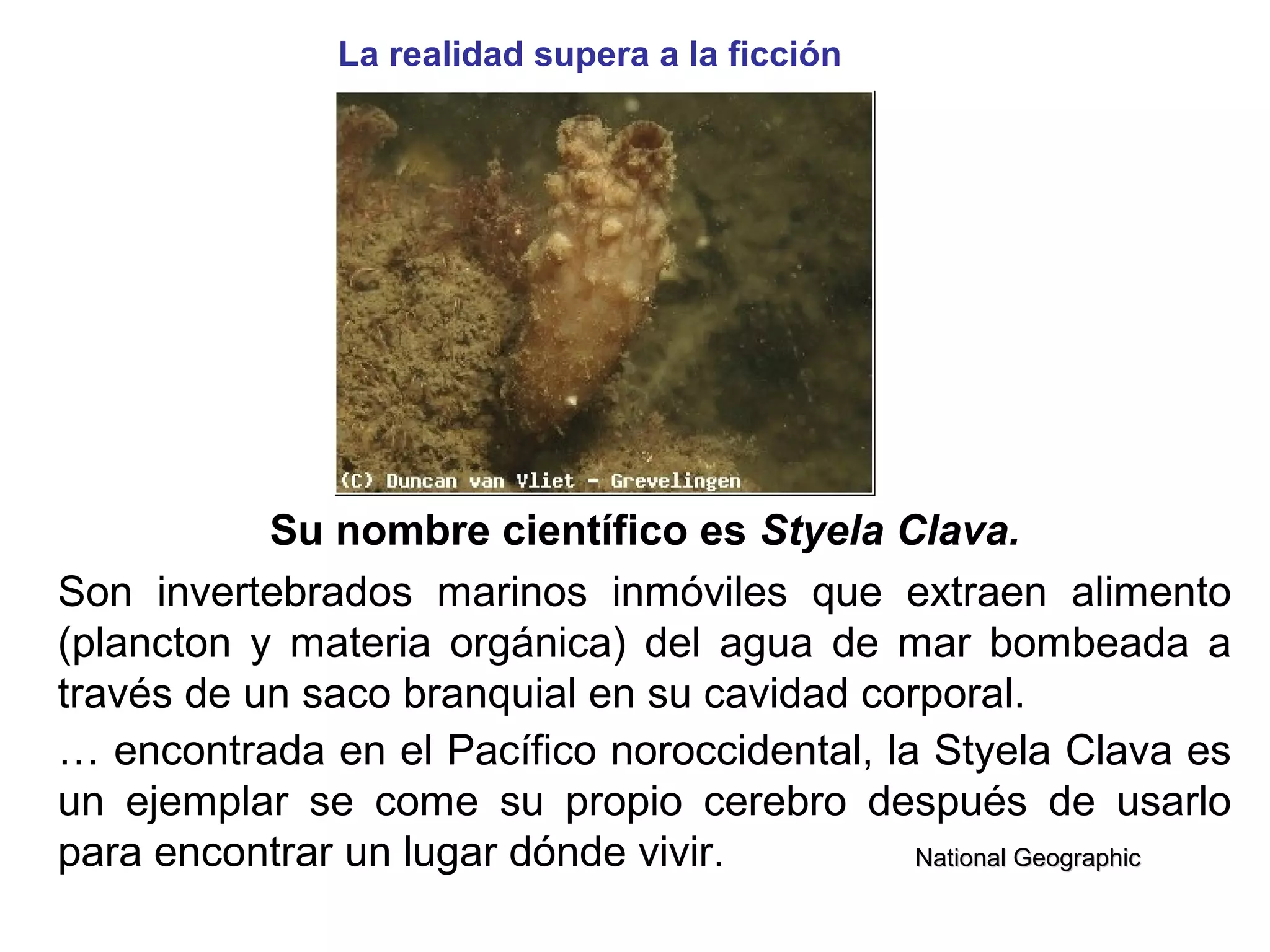 Su nombre científico es Styela Clava.
Son invertebrados marinos inmóviles que extraen alimento
(plancton y materia orgánica) del agua de mar bombeada a
través de un saco branquial en su cavidad corporal.
… encontrada en el Pacífico noroccidental, la Styela Clava es
un ejemplar se come su propio cerebro después de usarlo
para encontrar un lugar dónde vivir. National GeographicNational Geographic
La realidad supera a la ficción