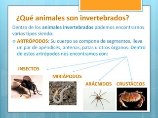 ¿Qué animales son invertebrados?
Dentro de los animales invertebrados podemos encontrarnos
varios tipos siendo:
 ARTRÓPODOS: Su cuerpo se compone de segmentos, lleva
  un par de apéndices, antenas, patas u otros órganos. Dentro
  de estos artrópodos nos encontramos con:

  INSECTOS
                  MIRIÁPODOS
                                 ARÁCNIDOS CRUSTÁCEOS
 