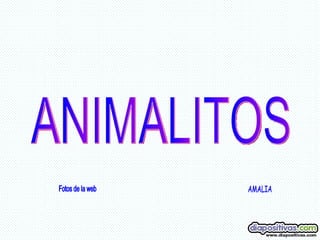 ANIMALITOS Fotos de la web AMALIA 