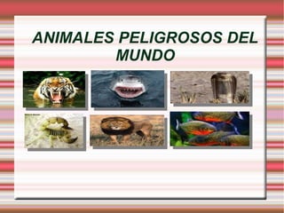 ANIMALES PELIGROSOS DEL
MUNDO
 
