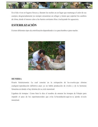 º
En el día viven en lugares frescos y durante las noches en un lugar que mantenga el calor de sus
cuerpos; desgraciadamente no siempre encuentran un refugio y tienen que soportar los cambios
de clima, desde el intenso calor a las fuertes corrientes frías e incluyendo los aguaceros.
ESTERILIZACIÓN
Existen diferentes tipos de esterilización dependiendo si es para hembra o para macho:
HEMBRA
Ovario histerectomía: La cual consiste en la extirpación de los ovarios que elimina
cualquier reproducción definitiva pues ya no habrá producción de óvulos y de la hormona
femenina en donde si hay término de su ciclo menstrual.
Ligadura de trompas : Como bien lo dice el nombre de amaran las trompas de Falopio para
impedir el paso de los espermatozoides que evita la fecundación aquí no se pierde el ciclo
menstrual.
 