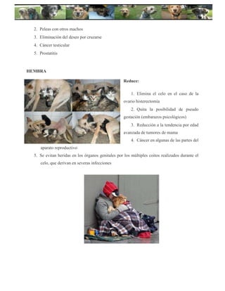 º
2. Peleas con otros machos
3. Eliminación del deseo por cruzarse
4. Cáncer testicular
5. Prostatitis
HEMBRA
Reduce:
1. Elimina el celo en el caso de la
ovario histerectomía
2. Quita la posibilidad de pseudo
gestación (embarazos psicológicos)
3. Reducción a la tendencia por edad
avanzada de tumores de mama
4. Cáncer en algunas de las partes del
aparato reproductivo
5. Se evitan heridas en los órganos genitales por los múltiples coitos realizados durante el
celo, que derivan en severas infecciones
 