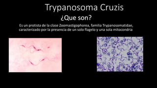 Trypanosoma Cruzis
¿Que son?
Es un protista de la clase Zoomastigophorea, familia Trypanosomatidae,
caracterizado por la presencia de un solo flagelo y una sola mitocondria,
 