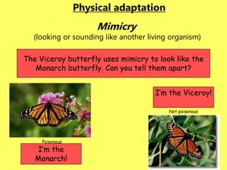 © A. Weinberg
Mimicry
(looking or sounding like another living organism)
The Viceroy butterfly uses mimicry to look like the
Monarch butterfly. Can you tell them apart?
Poisonous
Not poisonous
Physical adaptation
I’m the
Monarch!
I’m the Viceroy!
 