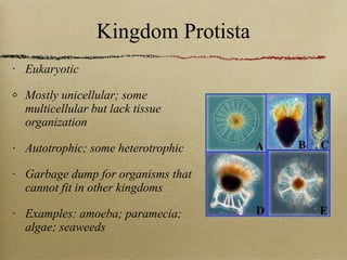Kingdom Protista Eukaryotic Mostly unicellular; some multicellular but lack tissue organization Autotrophic; some heterotrophic Garbage dump for organisms that cannot fit in other kingdoms Examples: amoeba; paramecia; algae; seaweeds 