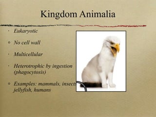 Kingdom Animalia Eukaryotic No cell wall Multicellular Heterotrophic by ingestion (phagocytosis) Examples: mammals, insects, jellyfish, humans 