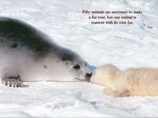 Fifty animals are necessary to make a fur coat, but one animal is content with its own fur. 