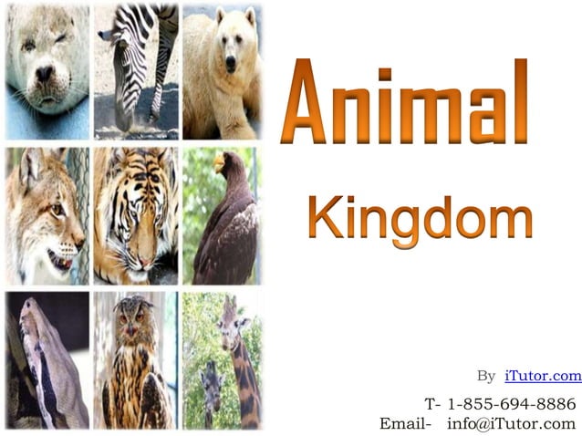 Animal Kingdom | PPTX