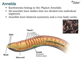 Annelids
 Earthworms belong to the Phylum Annelida.
 All annelids have bodies that are divided into individual
segments.
 Annelids have bilateral symmetry and a true body cavity.
 