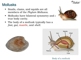 Mollusks
 Snails, clams, and squids are all
members of the Phylum Mollusca.
 Mollusks have bilateral symmetry and a
true body cavity.
 The body of a mollusk typically has a
foot, gut, mantle, and shell.
Body of a mollusk
 