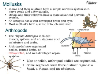 Mollusks
 Clams and their relatives have a simple nervous system with
nerve cords and a few ganglia.
 Octopi and their relatives have a more advanced nervous
system.
 An octopus has a well-developed brain and eyes.
 Most mollusks have a sense of touch and taste.
Arthropods
 The Phylum Arthropod includes
insects, spiders, and crustaceans such
as lobsters and crabs.
 Arthropods have segmented
bodies, jointed limbs, an
exoskeleton, and well-developed organ
systems.
 Like annelids, arthropod bodies are segmented.
 Some segments form three distinct regions: a
head, a thorax, and an abdomen.
 