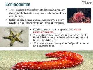 Echinoderms
 The Phylum Echinodermata (meaning “spiny
skin”) includes starfish, sea urchins, and sea
cucumbers.
 Echinoderms have radial symmetry, a body
cavity, an internal skeleton, and spiny skin.
 Echinoderms have a specialized water
vascular system.
 The water vascular system is a network of
fluid-filled canals connected to hundreds of
tiny, tube-like feet.
 The water vascular system helps them move
and capture food.
 