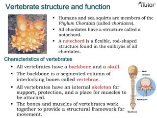 Vertebrate structure and function
 Humans and sea squirts are members of the
Phylum Chordata (called chordates).
 All chordates have a structure called a
notochord.
 A notochord is a flexible, rod-shaped
structure found in the embryos of all
chordates.
Characteristics of vertebrates
 All vertebrates have a backbone and a skull.
 The backbone is a segmented column of
interlocking bones called vertebrae.
 All vertebrates have an internal skeleton for
support, protection, and a place for muscles to
be attached.
 The bones and muscles of vertebrates work
together to provide a structural framework for
movement.
 