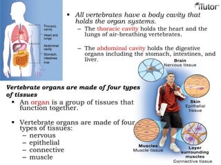  All vertebrates have a body cavity that
holds the organ systems.
– The thoracic cavity holds the heart and the
lungs of air-breathing vertebrates.
– The abdominal cavity holds the digestive
organs including the stomach, intestines, and
liver.
Vertebrate organs are made of four types
of tissues
 An organ is a group of tissues that
function together.
 Vertebrate organs are made of four
types of tissues:
– nervous
– epithelial
– connective
– muscle
 