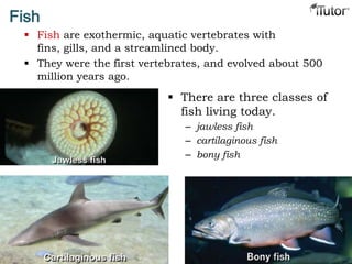 Fish
 Fish are exothermic, aquatic vertebrates with
fins, gills, and a streamlined body.
 They were the first vertebrates, and evolved about 500
million years ago.
 There are three classes of
fish living today.
– jawless fish
– cartilaginous fish
– bony fish
 