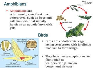 Amphibians
 Amphibians are
ectothermic, smooth-skinned
vertebrates, such as frogs and
salamanders, that usually
hatch as an aquatic larva with
gills.
Birds
 Birds are endothermic, egg-
laying vertebrates with forelimbs
modified to form wings.
 They have many adaptations for
flight such as
feathers, wings, hollow
bones, and air sacs.
 