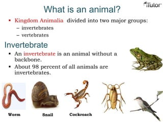 What is an animal?
 Kingdom Animalia divided into two major groups:
– invertebrates
– vertebrates
Worm Snail Cockroach
 An invertebrate is an animal without a
backbone.
 About 98 percent of all animals are
invertebrates.
Invertebrate
 