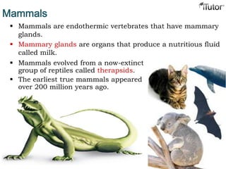  Mammals are endothermic vertebrates that have mammary
glands.
 Mammary glands are organs that produce a nutritious fluid
called milk.
Mammals
 Mammals evolved from a now-extinct
group of reptiles called therapsids.
 The earliest true mammals appeared
over 200 million years ago.
 