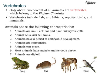 Vertebrates
 Only about two percent of all animals are vertebrates
which belong to the Phylum Chordata.
 Vertebrates include fish, amphibians, reptiles, birds, and
mammals.
BirdFrog Rat
Animals share the following characteristics:
1. Animals are multi cellular and have eukaryotic cells.
2. Animal cells lack cell walls.
3. Animals have a period of embryonic development.
4. Animals are consumers.
5. Animals can move.
6. Most animals have muscle and nervous tissue.
7. Animals are diploid.
 