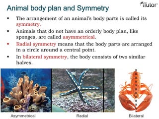 Animal body plan and Symmetry
 The arrangement of an animal’s body parts is called its
symmetry.
 Animals that do not have an orderly body plan, like
sponges, are called asymmetrical.
 Radial symmetry means that the body parts are arranged
in a circle around a central point.
 In bilateral symmetry, the body consists of two similar
halves.
 