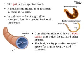  The gut is the digestive tract.
 It enables an animal to digest food
outside of its cells.
 In animals without a gut (like
sponges), food is digested inside of
their cells.
 Complex animals also have a body
cavity that holds the gut and other
organs.
 The body cavity provides an open
space for organs to grow and
function.
 