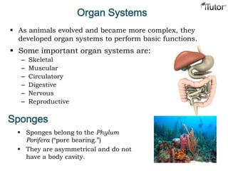  As animals evolved and became more complex, they
developed organ systems to perform basic functions.
Organ Systems
 Some important organ systems are:
– Skeletal
– Muscular
– Circulatory
– Digestive
– Nervous
– Reproductive
 Sponges belong to the Phylum
Porifera (“pore bearing.”)
 They are asymmetrical and do not
have a body cavity.
Sponges
 