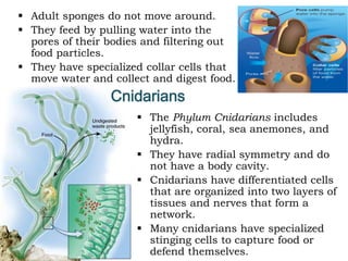  Adult sponges do not move around.
 They feed by pulling water into the
pores of their bodies and filtering out
food particles.
 They have specialized collar cells that
move water and collect and digest food.
Cnidarians
 The Phylum Cnidarians includes
jellyfish, coral, sea anemones, and
hydra.
 They have radial symmetry and do
not have a body cavity.
 Cnidarians have differentiated cells
that are organized into two layers of
tissues and nerves that form a
network.
 Many cnidarians have specialized
stinging cells to capture food or
defend themselves.
 