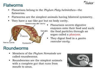 Flatworms
 Planarians belong to the Phylum Platy helminthes—the
flatworms.
 Flatworms are the simplest animals having bilateral symmetry.
 They have a sac-like gut but no body cavity.
 Planarians secrete digestive
enzymes onto their food and suck
the food particles through an
organ called a pharynx.
 They digest food in a gastro
vascular cavity.
Roundworms
 Members of the Phylum Nematode are
called roundworms.
 Roundworms are the simplest animals
with a complete gut that runs from
mouth to anus.
 