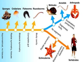 Animal Kingdom Diagram Kids