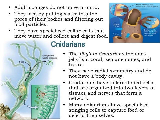 Sponges 8 Sponges 8