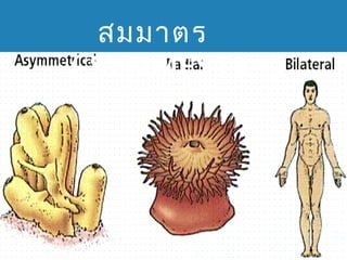 สมมำตร
( SYMMESTRY)

 