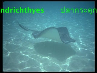 ondrichthyes

ปลากระดูก

 