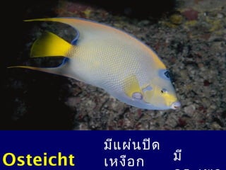 Osteicht

มีแ ผ่น ปิด
มี
เหงือ ก

 