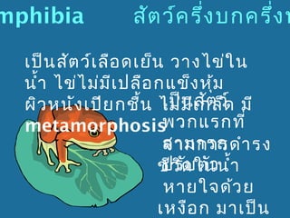 mphibia

สัต ว์ค รึง บกครึ่ง น
่

เป็น สัต ว์เ ลือ ดเย็น วางไข่ใ น
นำ้า ไข่ไ ม่ม ีเ ปลือ กแข็ง หุ้ม
เป็นี สัต ว์
ผิว หนัง เปีย กชื้น ไม่ม เ กล็ด มี
พวกแรกที่
metamorphosis
สามารถ า รง
จากการดำ
ปรับ ตัว
ชีว ิต ในนำ้า
หายใจด้ว ย
เหงือ ก มาเป็น

 