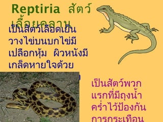 Reptiria สัต ว์
เลื้อตว์เลือดเย็น
ยคลาน
เป็นสั

วางไข่บนบกไข่มี
เปลือกหุ้ม ผิวหนังมี
เกล็ดหายใจด้วย
ปอด หัวใจ 4 ห้อง
เป็นสัตว์พวก
ไม่สมบูรณ์
แรกที่มถุงนำ้า
ี
ครำ่าไว้ป้องกัน

 