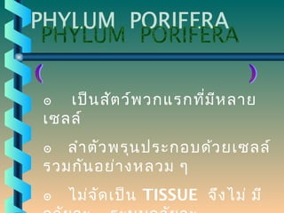 ๏ เป็น สัต ว์พ วกแรกที่ม ีห ลำย
เซลล์
๏ ลำำ ตัว พรุน ประกอบด้ว ยเซลล์
รวมกัน อย่ำ งหลวม ๆ
๏

ไม่จ ัด เป็น TISSUE จึง ไม่ มี

 