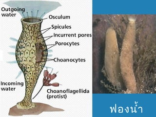 ฟองนำ้ำ

 